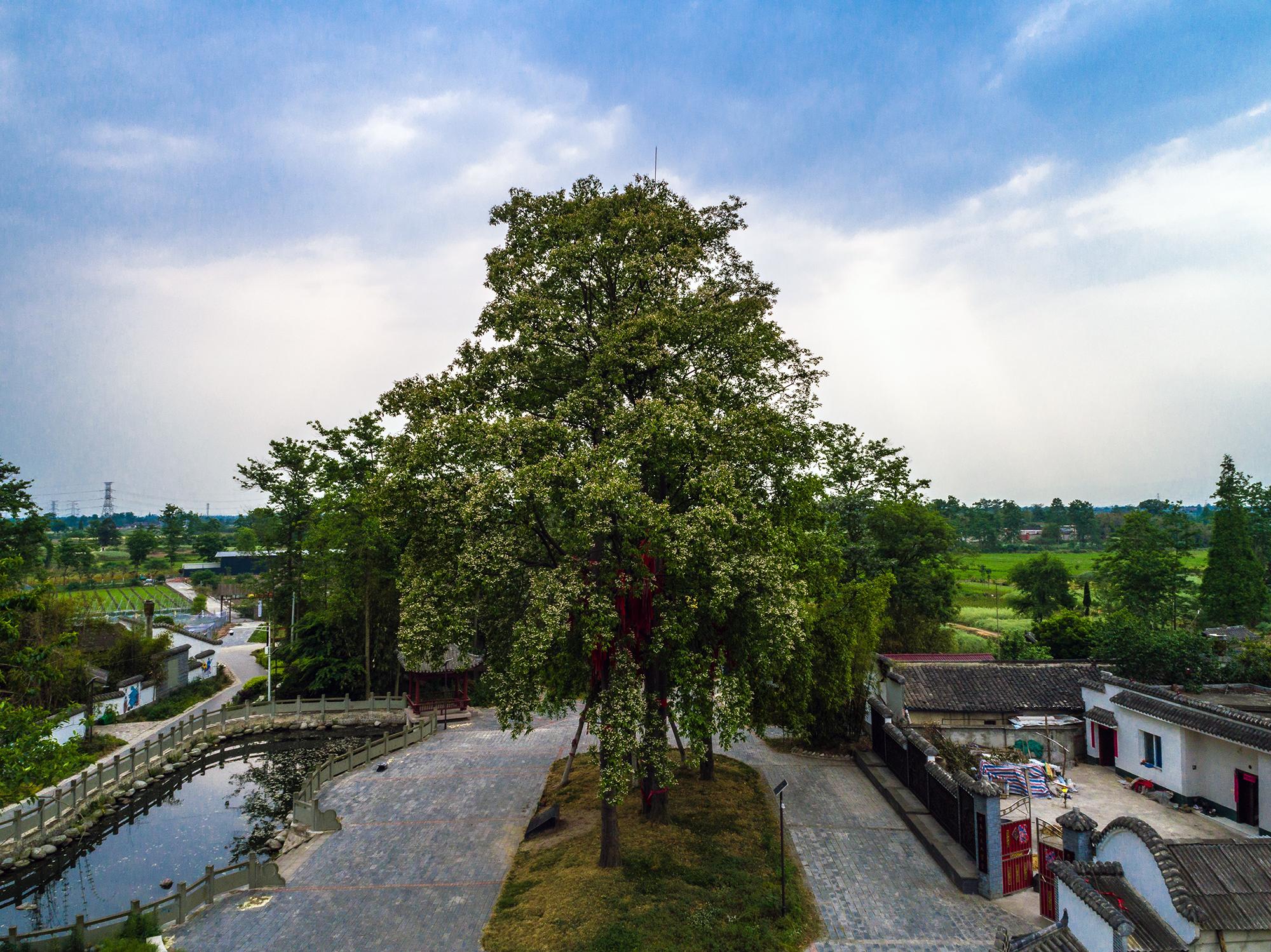 探索什邡之美——走进什邡市解说之旅